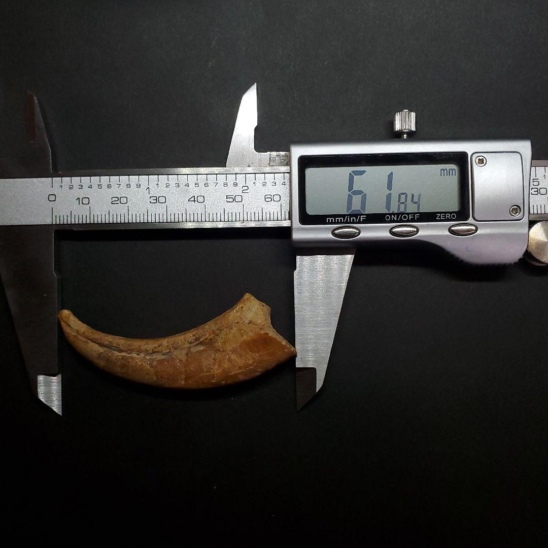 博物館級 アランカ 翼竜 爪 化石 本物 モロッコ産 61.84mm fr67