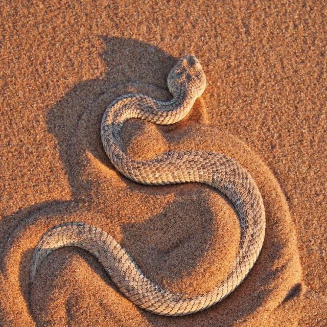 ドバイ砂漠のゴールデンサンド・天然インテリア用砂✨希少なお土産！15kg