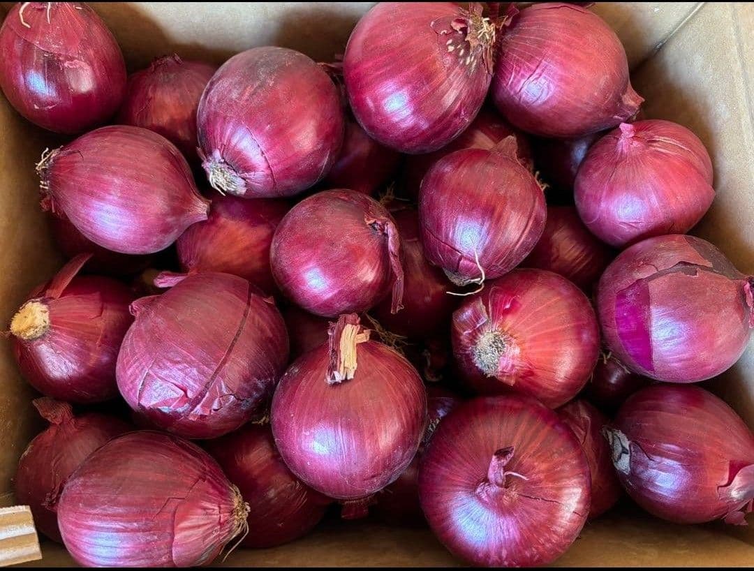 赤玉ねぎ S~M サイズ 箱込み 20 キロ