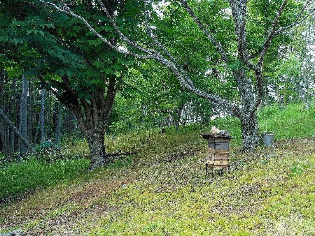 岐阜県産 日本蜜蜂の蜂蜜　純粋はちみつ 1500g (300g×5本） ②