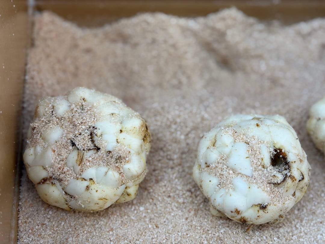 ゆりね　百合根　ゆり根3Lサイズ23個入れ５キロ北海道産 ラスト一箱