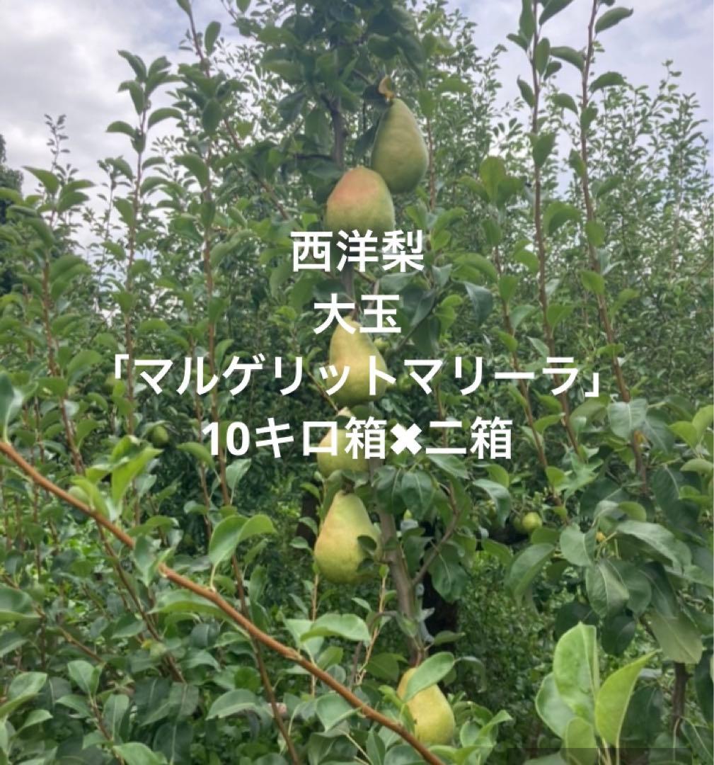 山形県産「マルゲリット・マリーラ」家庭用 10キロ箱✖︎二箱2