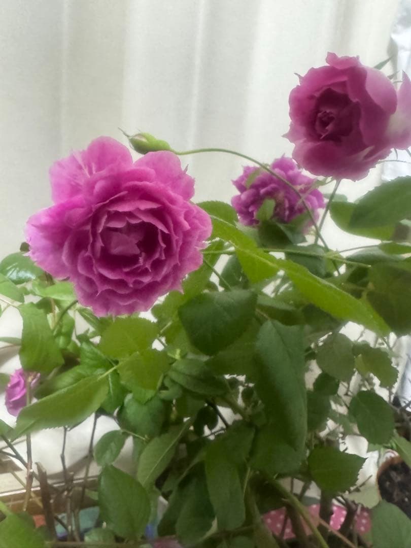 杢爺　ナラのスポルテッド、桂の瘤杢