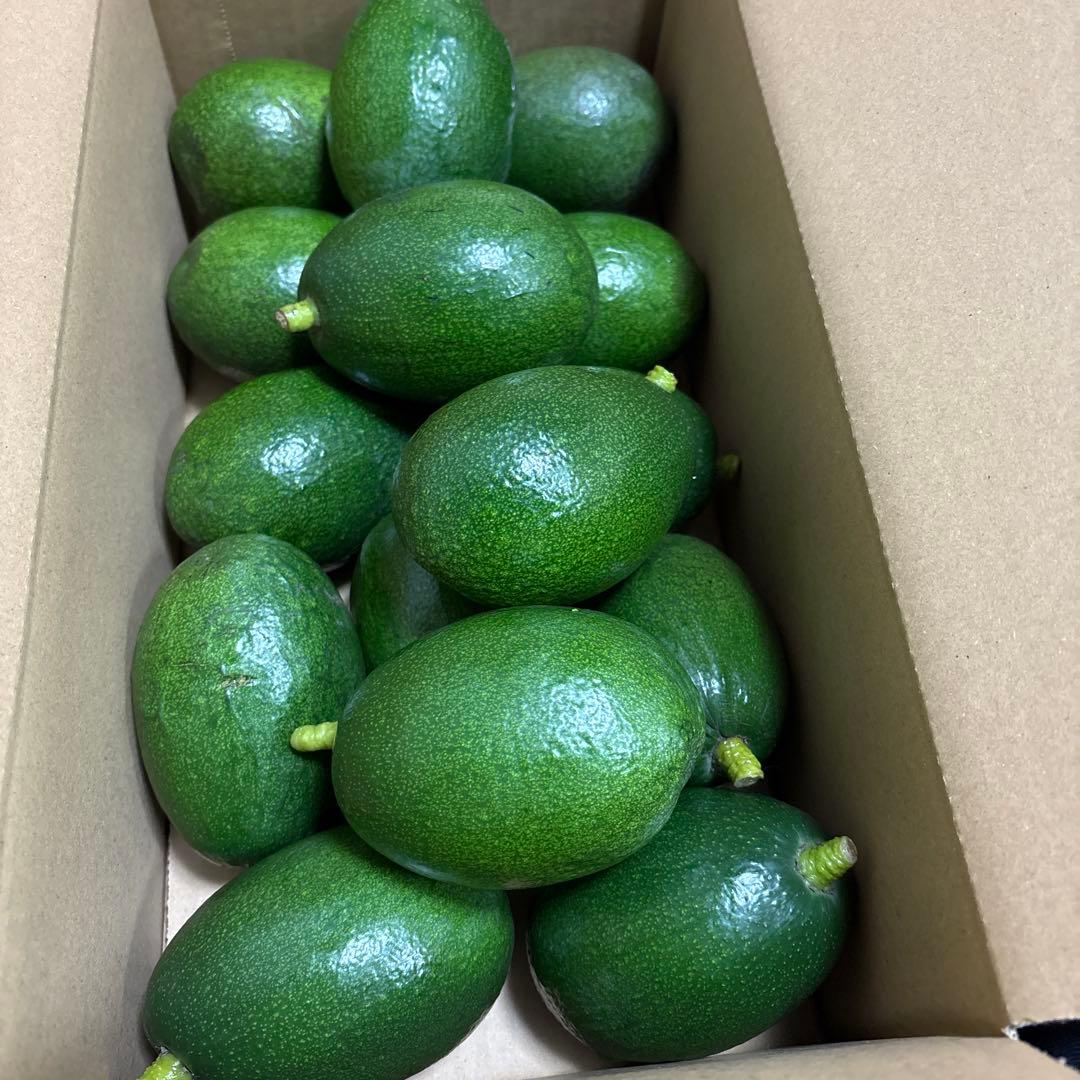 国産アボカド【ベーコン】(管理番号：6041）