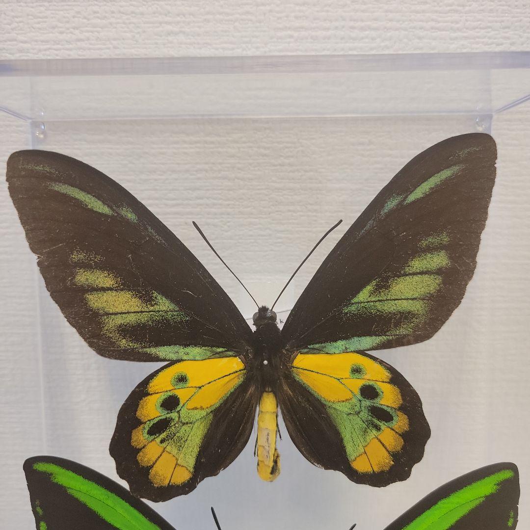 蝶の標本　トリバネチョウの世界(AA特)