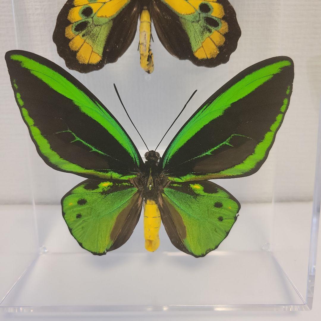 蝶の標本　トリバネチョウの世界(AA特)