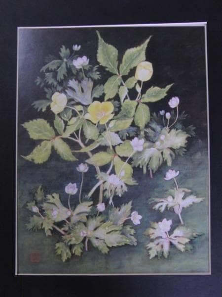 小橋操、山吹草、希少な額装用画集より、新品高級額装付、状態良好