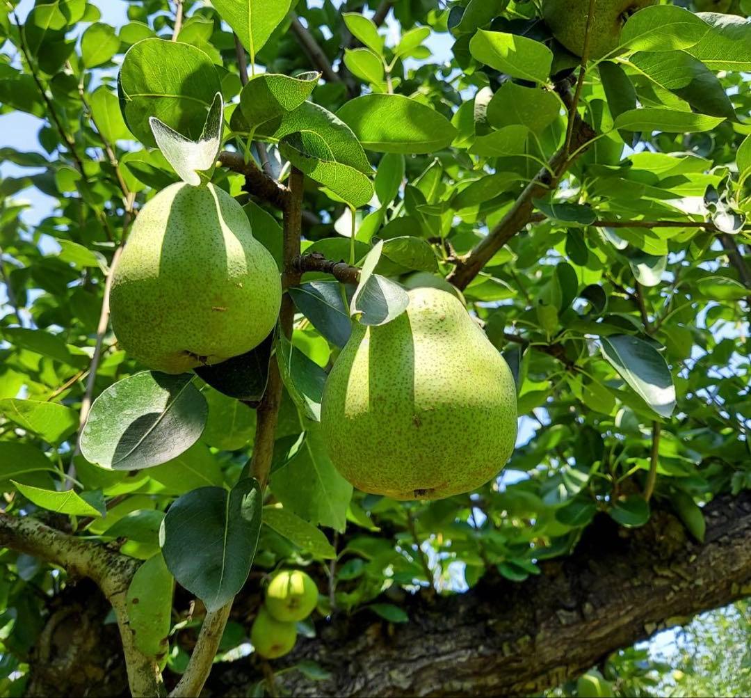 ★ moch1 ★ ラフランス　＆　ラフランスジュース　セット　6箱