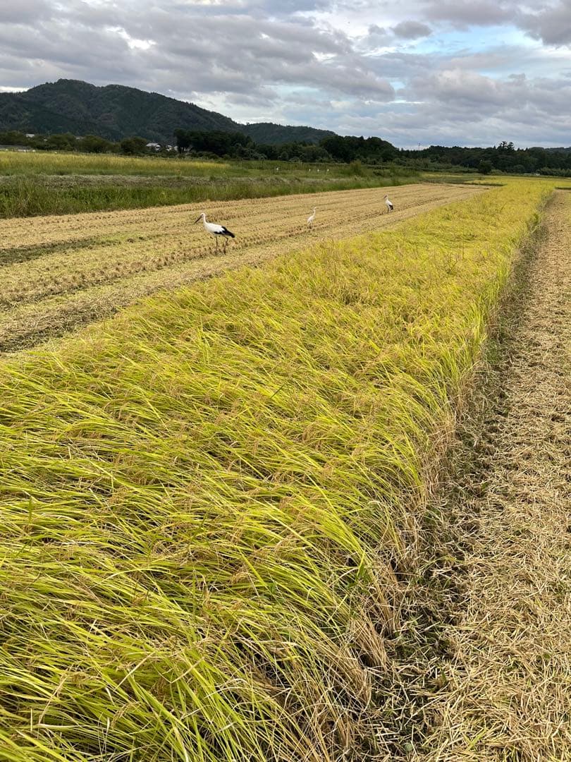 ① ゆうだい21 （白米3kg）・コシヒカリ（白米5kg）セット