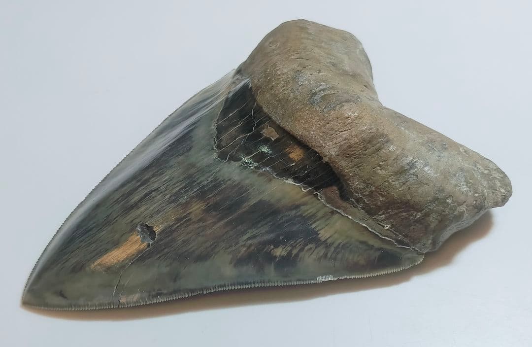 【希少：青色　大きめ：148mm】メガロドン　化石　標本　サメの歯　歯の化石