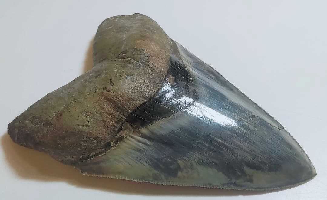 【希少：青色　大きめ：148mm】メガロドン　化石　標本　サメの歯　歯の化石