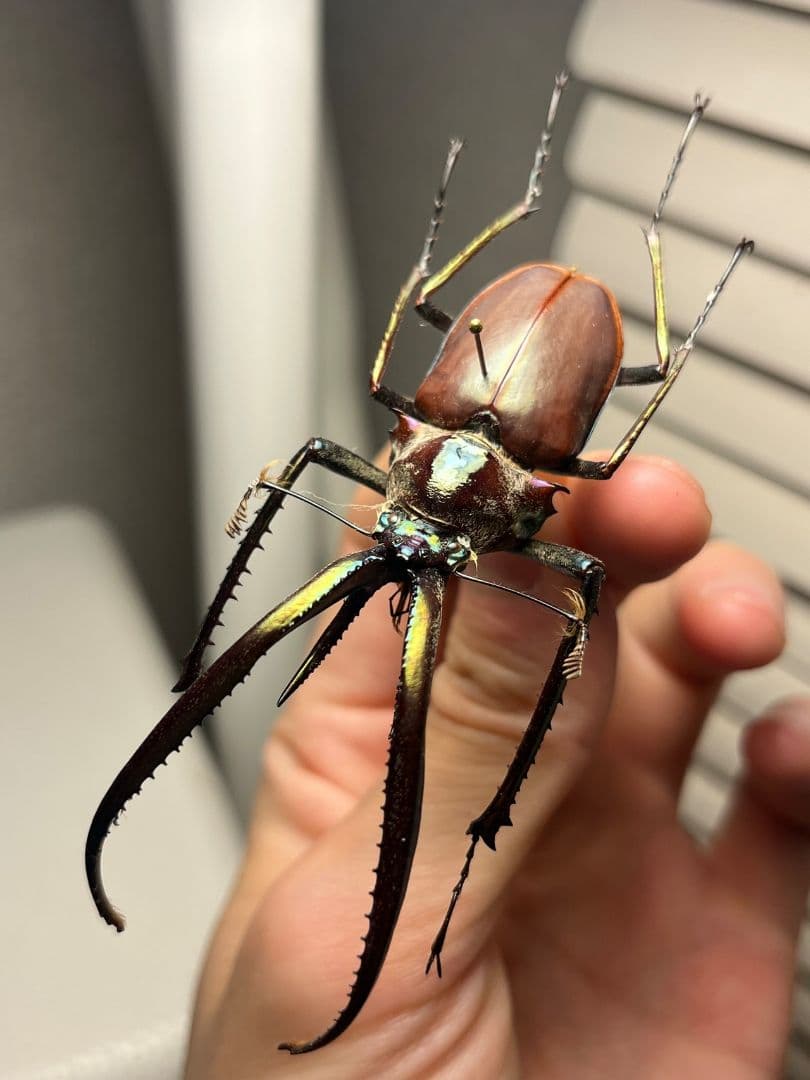【75mm】チリクワガタ メタリフェルホソアカクワガタ Wild 昆虫標本
