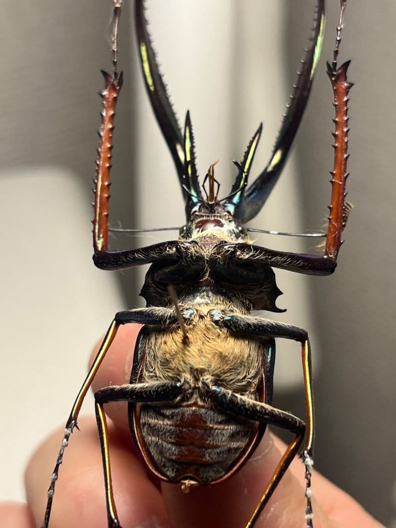 【75mm】チリクワガタ メタリフェルホソアカクワガタ Wild 昆虫標本