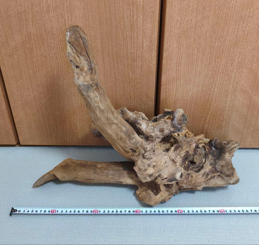 ホーンウッド 流木 特大サイズ 水槽用