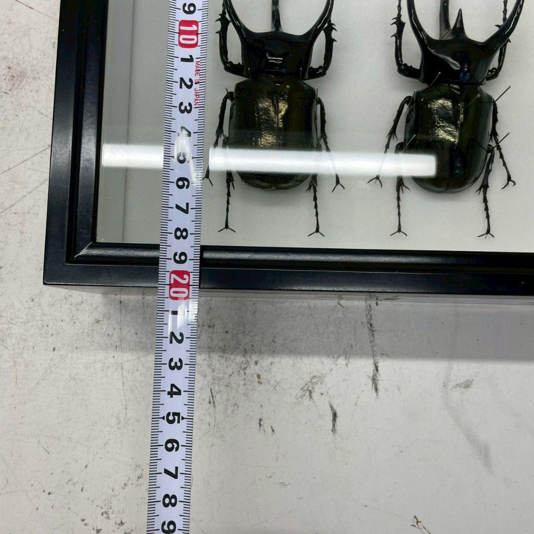 R◆タイリクコーカサス2匹　昆虫標本