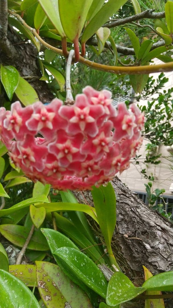 【李朝酒杯】雨漏り手