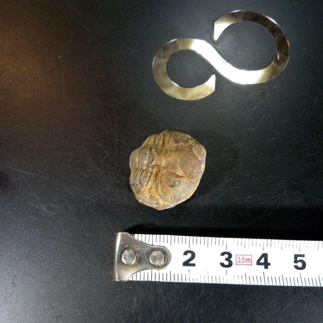 三葉虫　化石　fossil　海　ボリビア産　trilobite　海生動物判別⑥