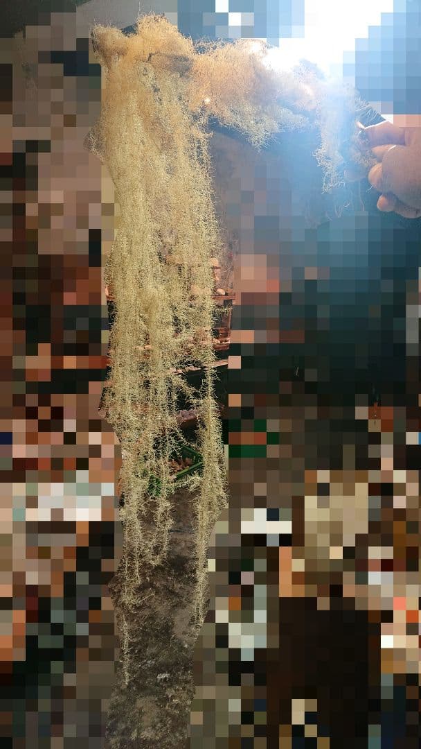 サルオガセ 乾燥標本 希少 珍品