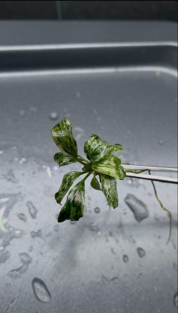 【1月限定】ブセファランドラspバリエガータ(斑入)5本セット