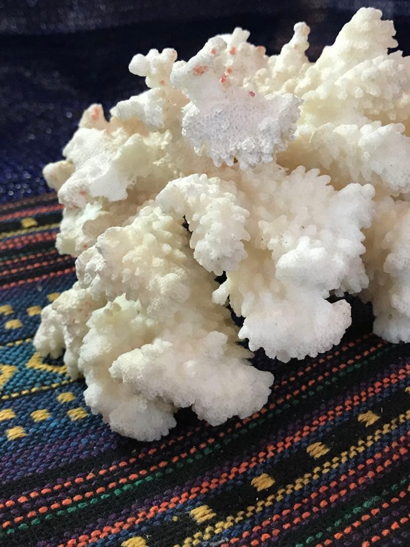 ◉台湾産【白珊瑚/ホワイトコーラル】原木[411