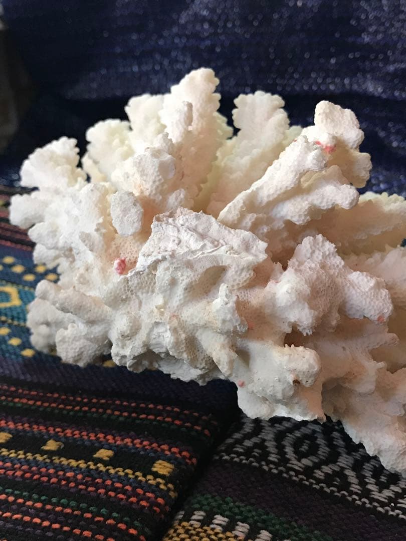 ◉台湾産【白珊瑚/ホワイトコーラル】原木[411