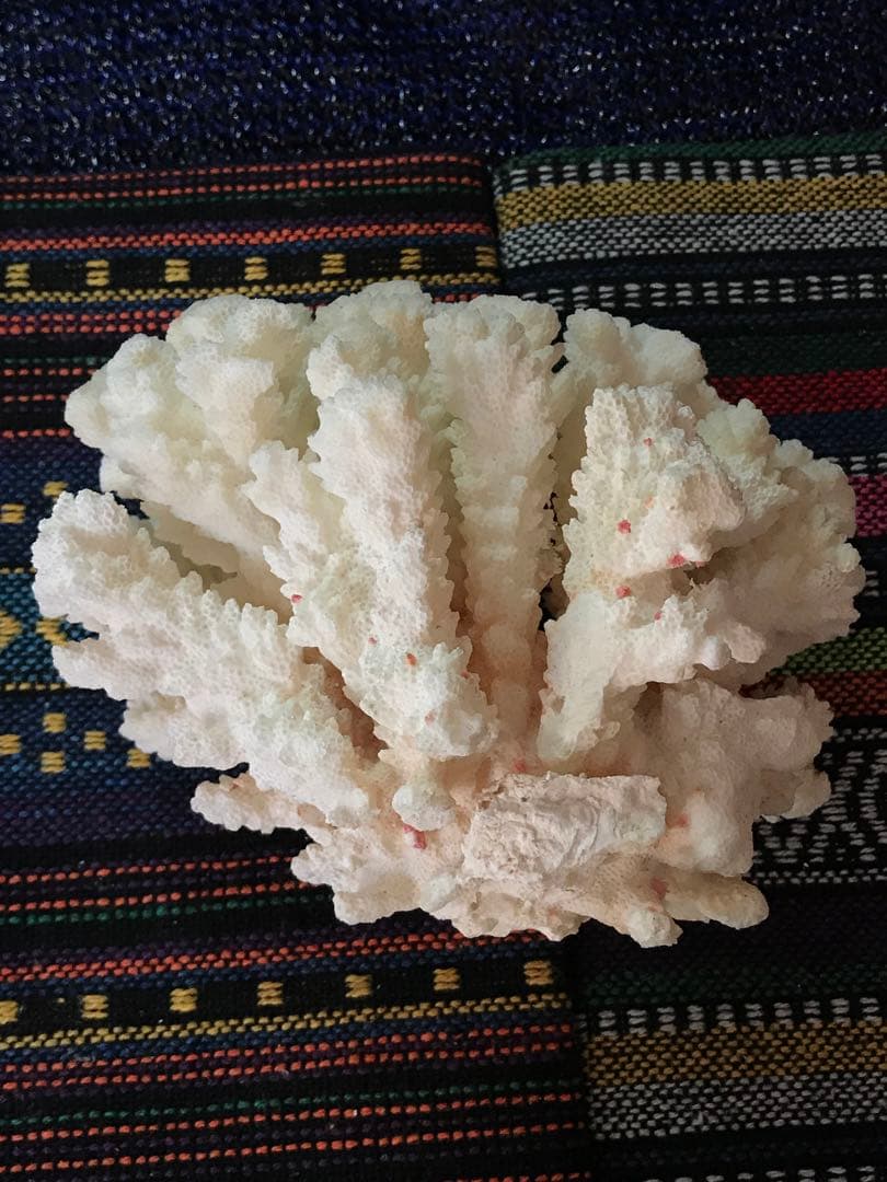 ◉台湾産【白珊瑚/ホワイトコーラル】原木[411