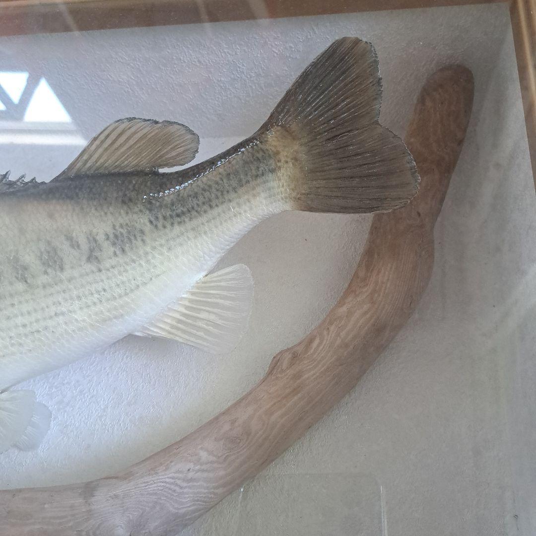 ブラックバス 剥製 標本 フレーム入り