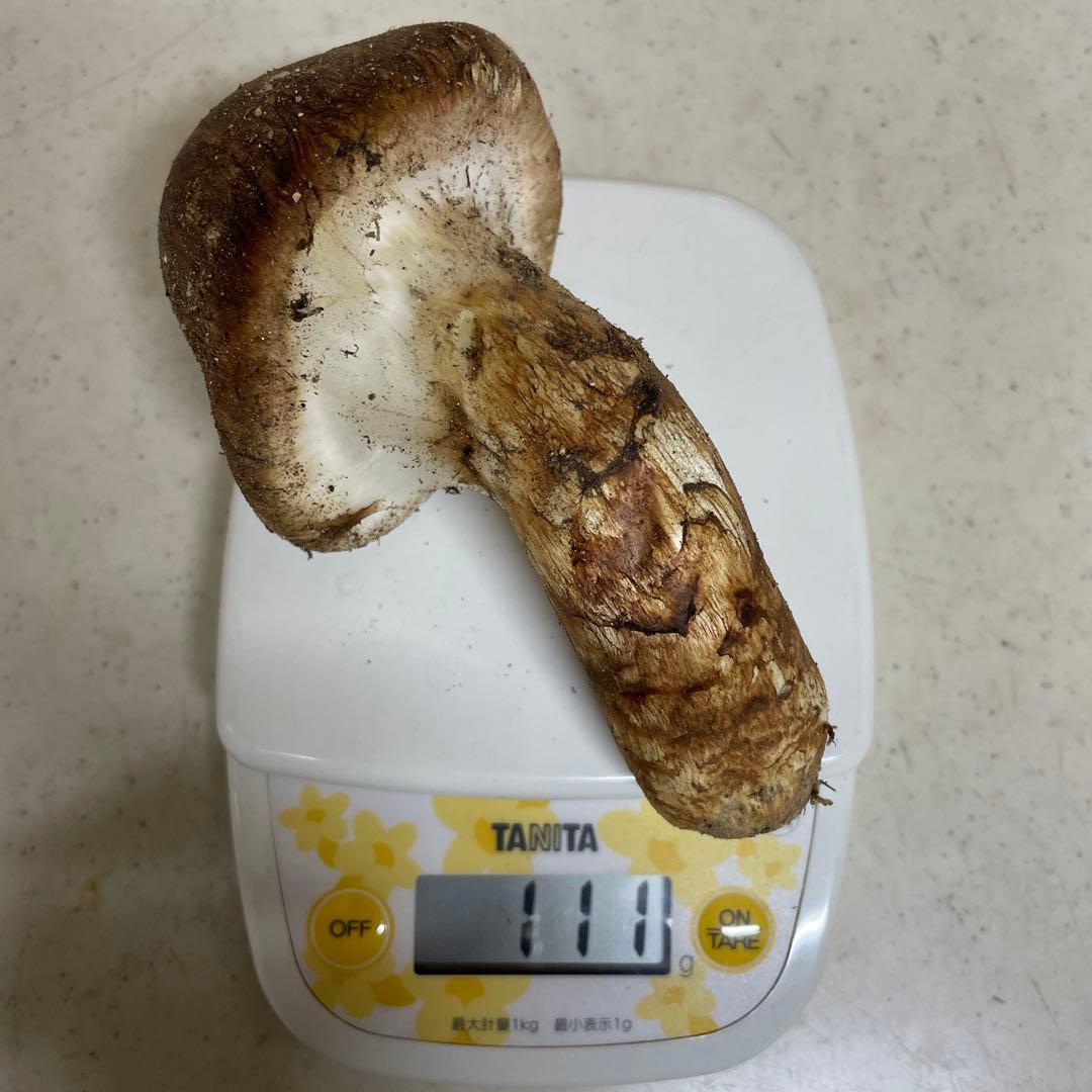 広島県産　松茸　つぼみ