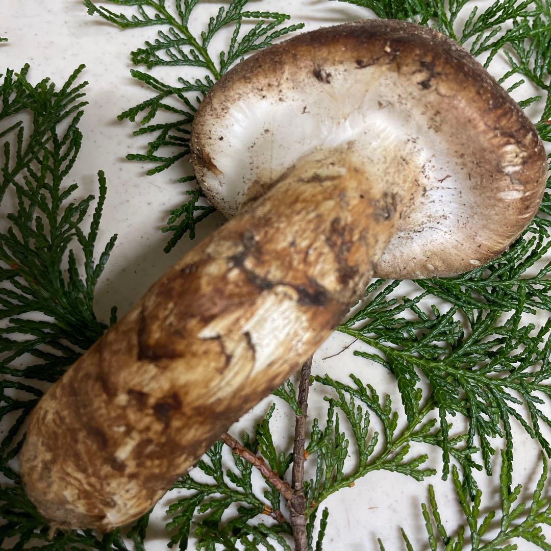 広島県産　松茸　つぼみ