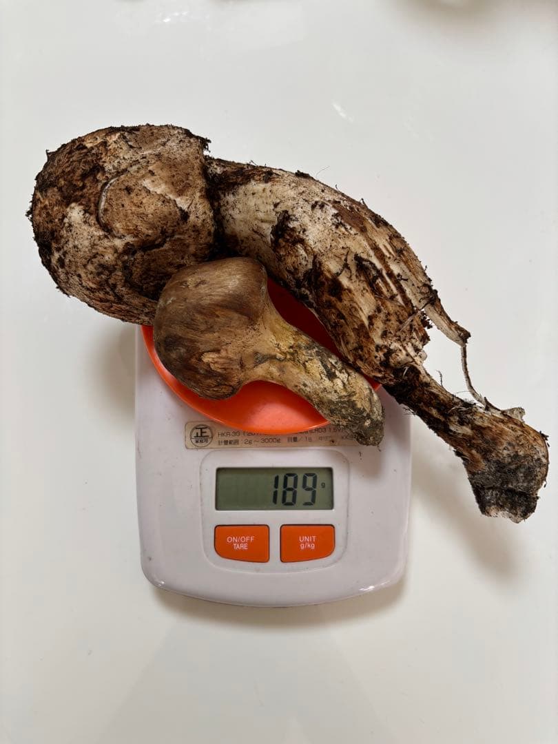 10/30 信州産 朝採れ松茸189g 【訳あり】