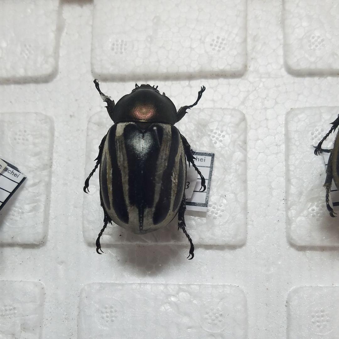 コレクションシリーズセスジタカネミナミカブト-2