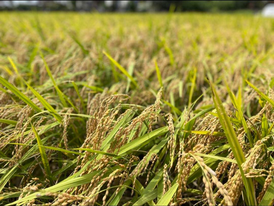 農薬化学肥料除草剤不使用 R6年度米愛媛県産ひめの凛稲架掛け米 5kg