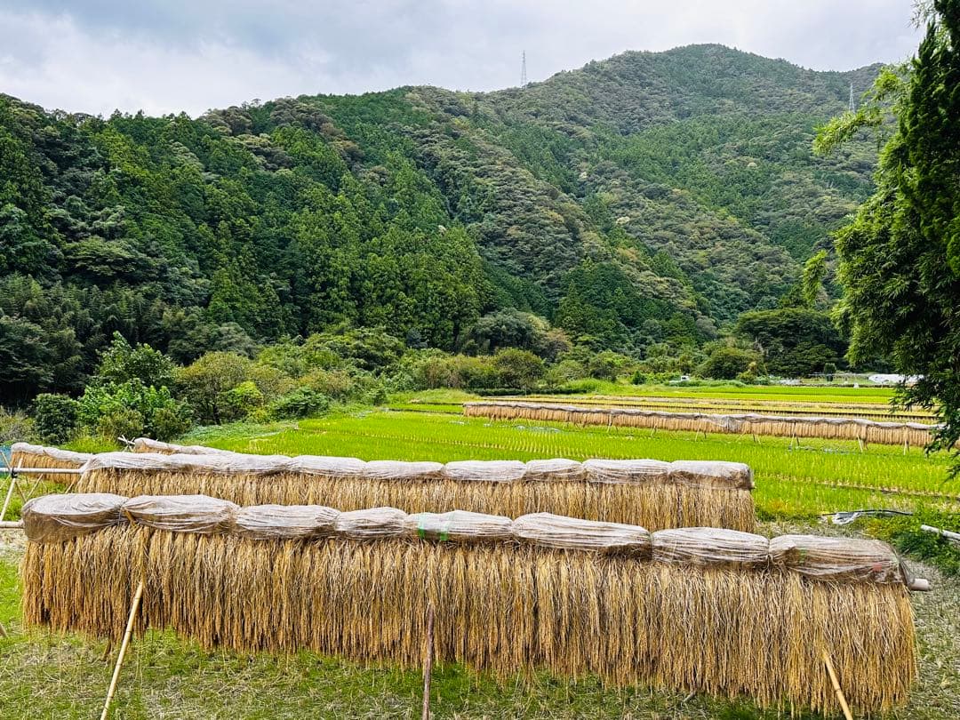 農薬化学肥料除草剤不使用 R6年度米愛媛県産ひめの凛稲架掛け米 5kg