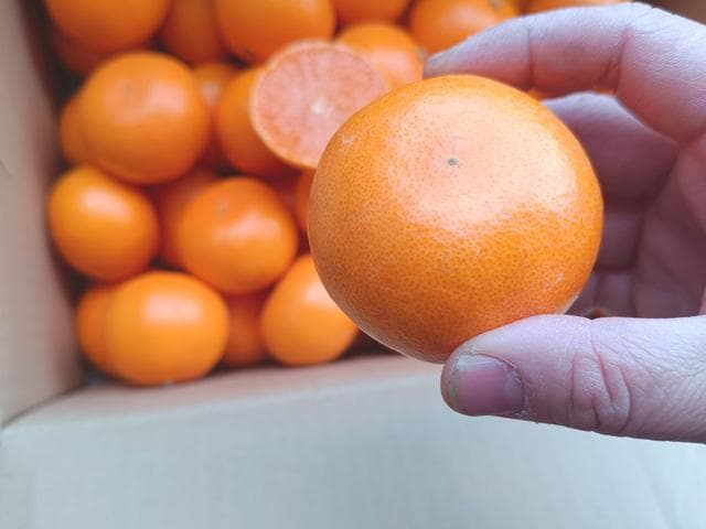 【送料無料】【小玉】佐賀産　ブランド柑橘『せとか』Ｓ　20ｋｇ