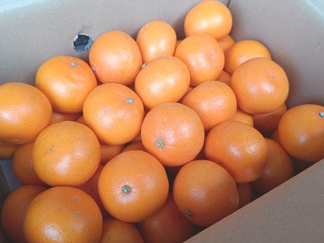 【送料無料】【小玉】佐賀産　ブランド柑橘『せとか』Ｓ　20ｋｇ