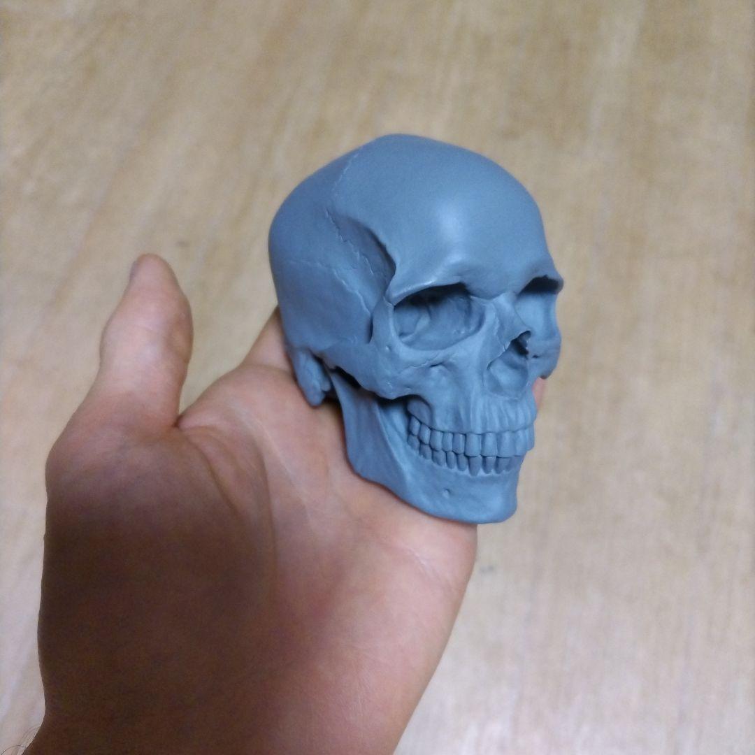ドクロ＆ポリヘドロンマン　人体　フィギュア　頭蓋骨　美術　アナトミー