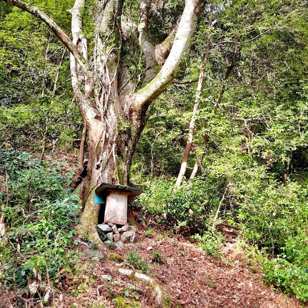 ニホンミツバチの非加熱・無農薬・無添加の生蜂蜜