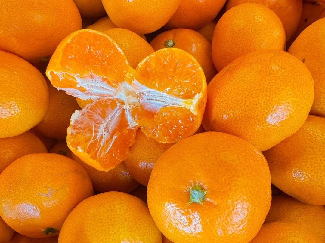 専用出品　プーリン様　10kg