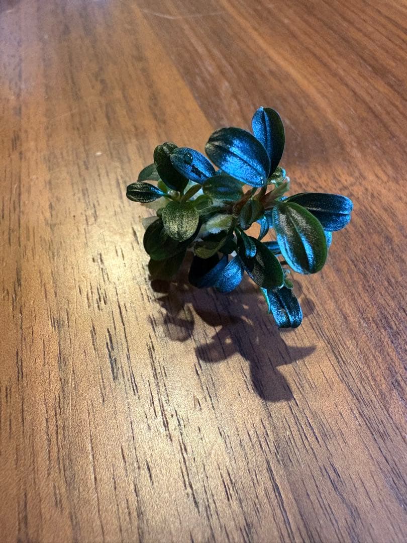 ブセファランドラsp.クダガンミニラウンド sp. kedagang 8株