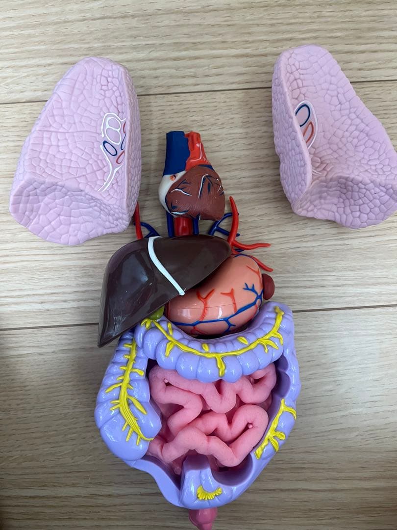 おしゃべりガイコツ　ホネッキー