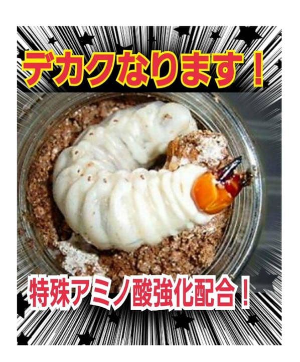 極上！黒アワビタケ菌糸瓶【12本】初令、2令に最適なサイズ！ニジイロクワガタに！