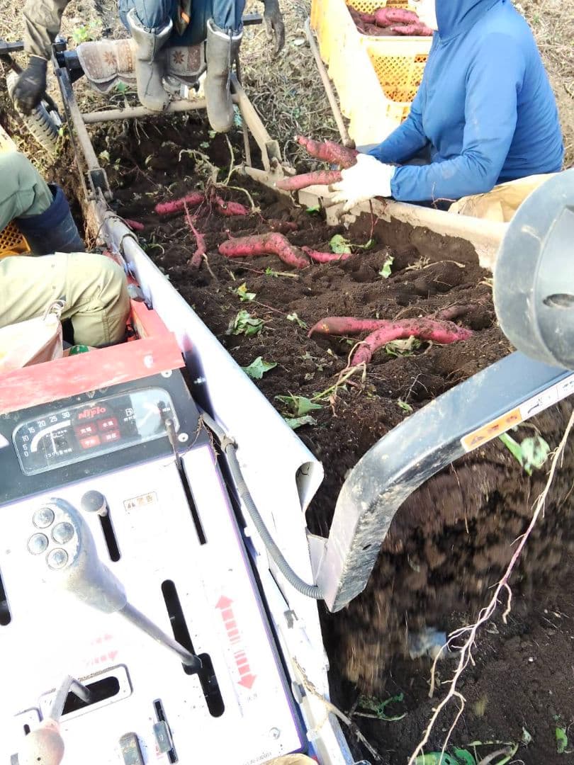 茨城県産 べにはるか 箱込み5kg 規格外