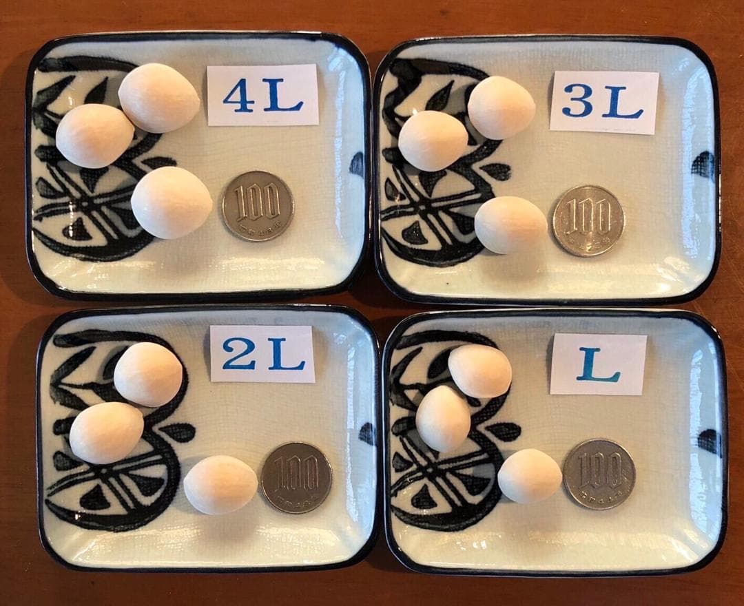 2025年新物 久寿 銀杏 ぎんなん 祖父江産 3L 3kg