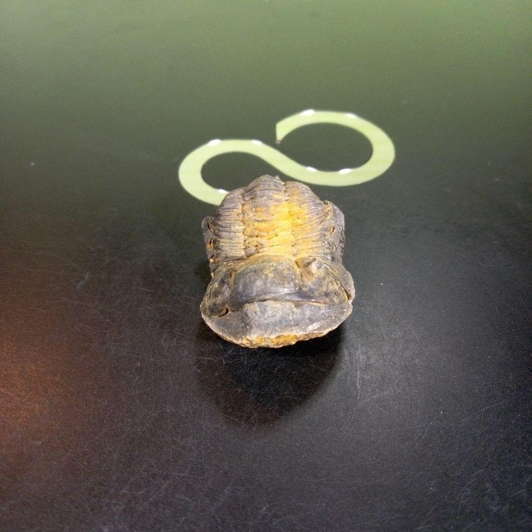 三葉虫　化石　fossil　海　ボリビア産　trilobite　海生動物分類①