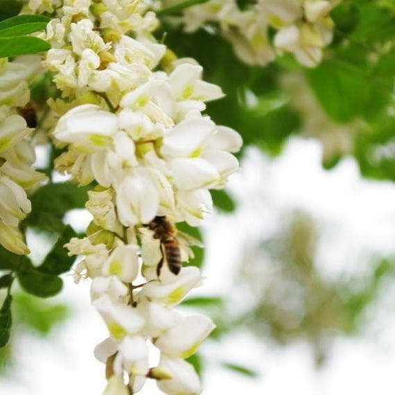 まくらんママです(*^^*)　アカシア蜜１０本