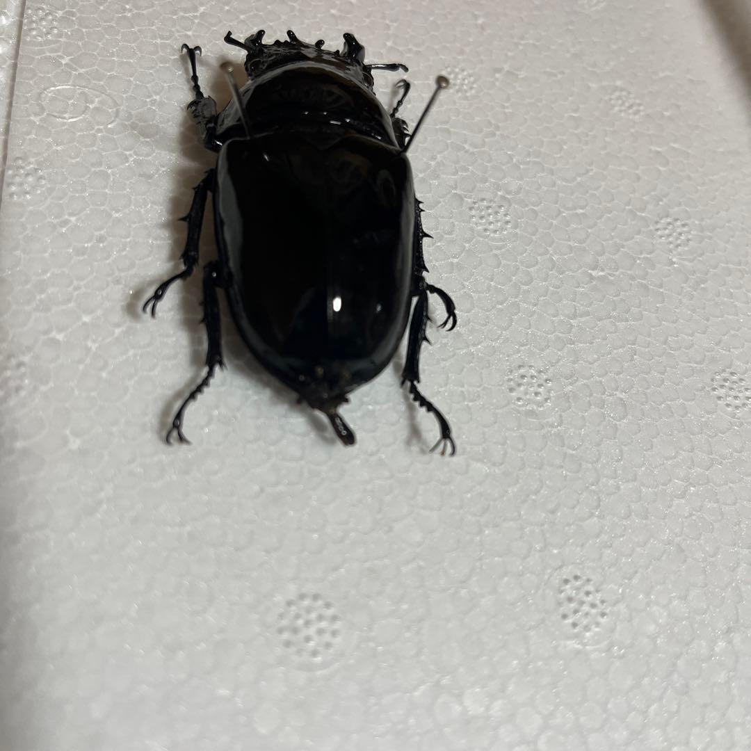 モザイク　雌雄同体　タランドゥス　死虫　標本