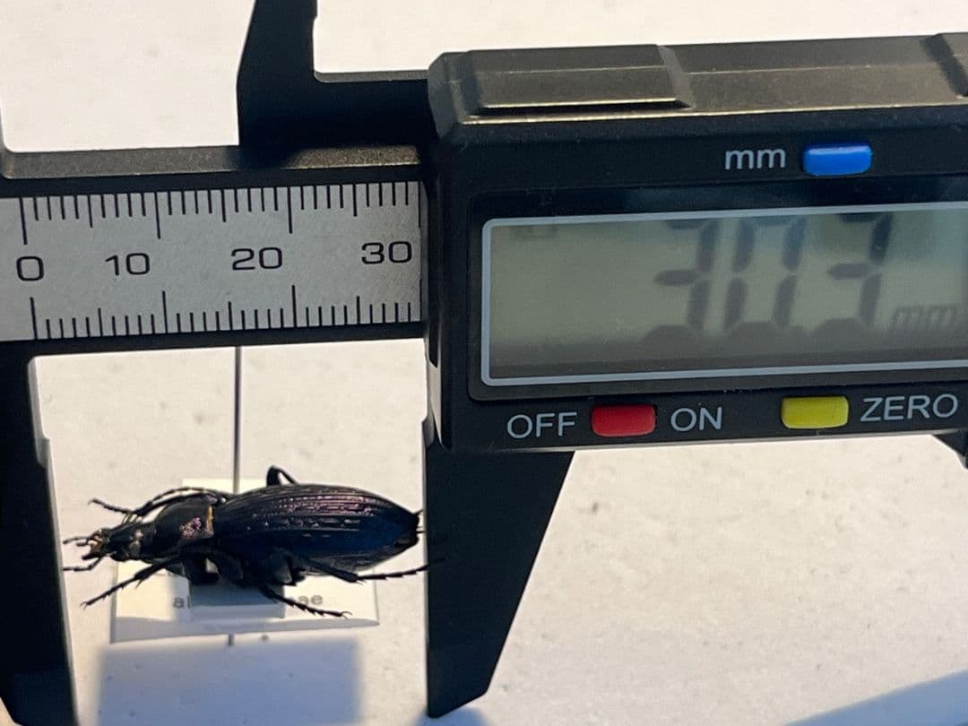 【30mm】Eucarabus ulrichi オサムシ カブリモドキ標本