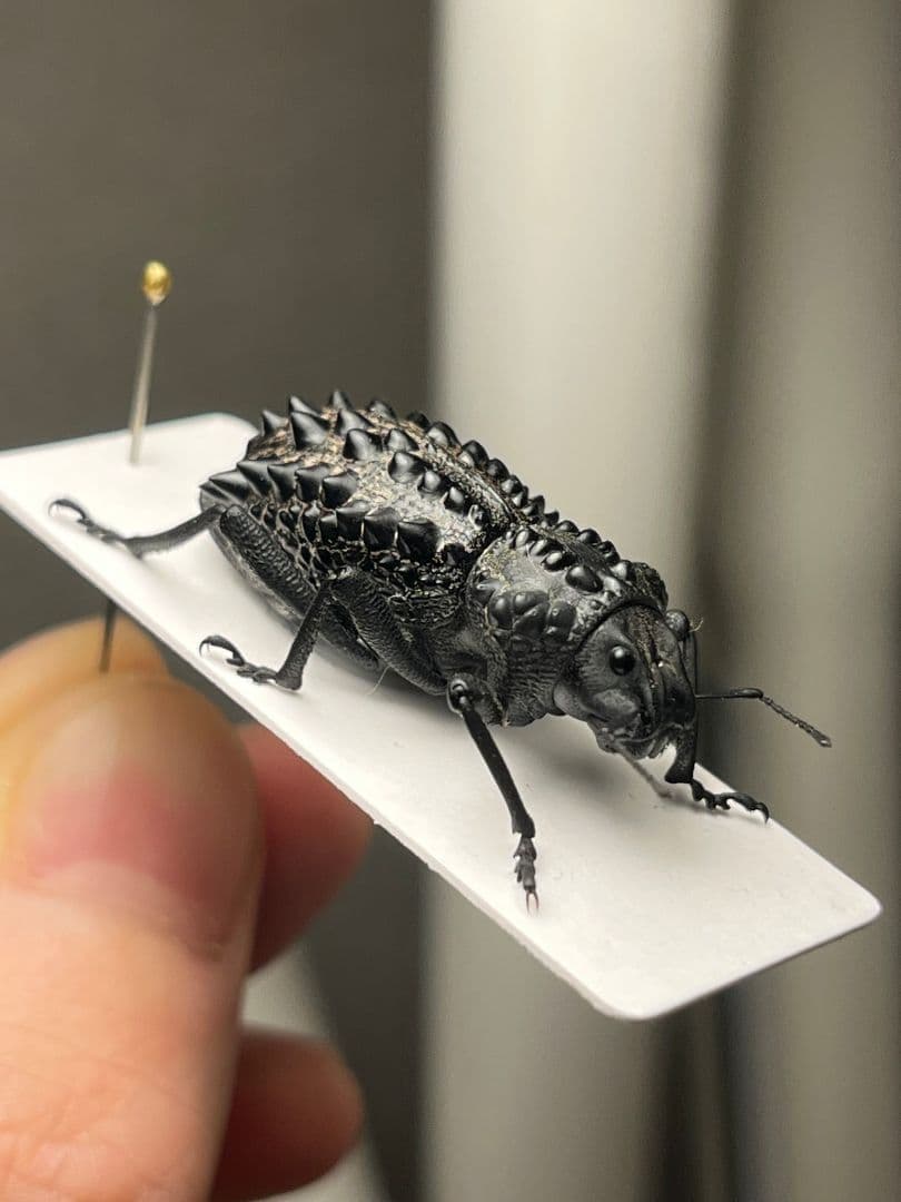 【属内最高峰】トゲトゲヘンテコゾウムシ Gagatophorus 標本甲虫