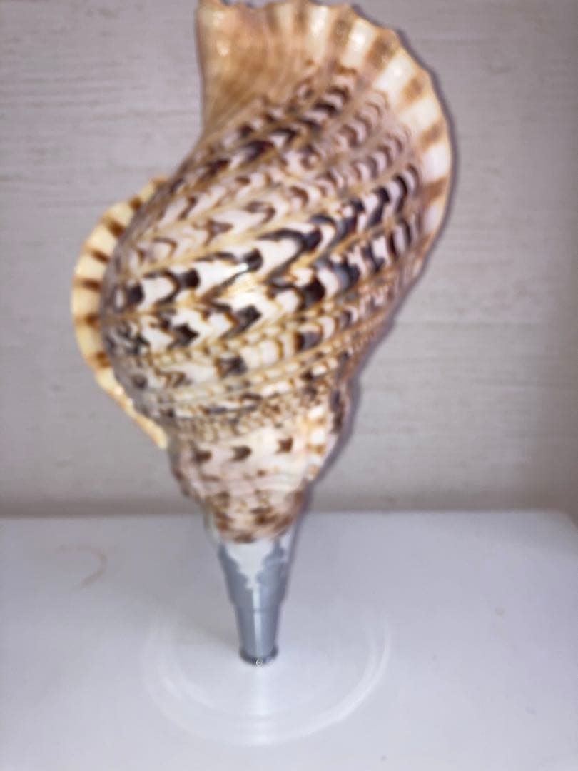 法螺貝　ほら貝　ホラ貝　修験道　お遍路　密教　お祭り　お寺　神社