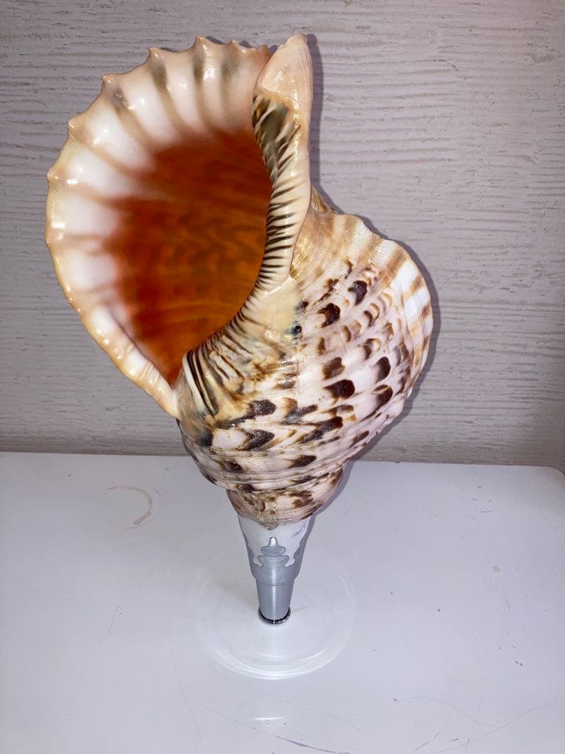 法螺貝　ほら貝　ホラ貝　修験道　お遍路　密教　お祭り　お寺　神社